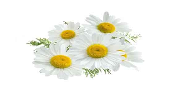 خواص گل بابونه در طب سنتی ؛ آشنایی با خواص و فواید گل بابونه از دیدگاه طب سنتی خواص گل بابونه در طب سنتی ؛ آشنایی با خواص و فواید گل بابونه از دیدگاه طب سنتی