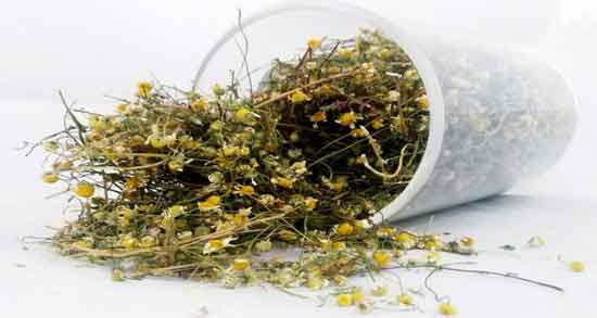 خواص گل بابونه و آویشن ؛ خاصیت دارویی گل بابونه و آویشن برای درمان عفونت های بدن خواص گل بابونه و آویشن ؛ خاصیت دارویی گل بابونه و آویشن برای درمان عفونت های بدن