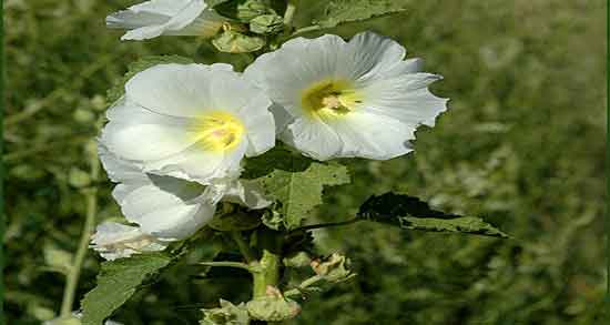 خواص گل ختمی برای خلط ؛ تاثیر استفاده از گل ختمی برای از بین بردن خلط خواص گل ختمی برای خلط ؛ تاثیر استفاده از گل ختمی برای از بین بردن خلط