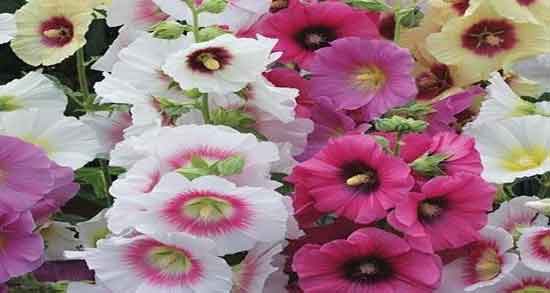 خواص گل ختمی برای مو ؛ گل ختمی بهترین شامپو گیاهی برای ریزش مو