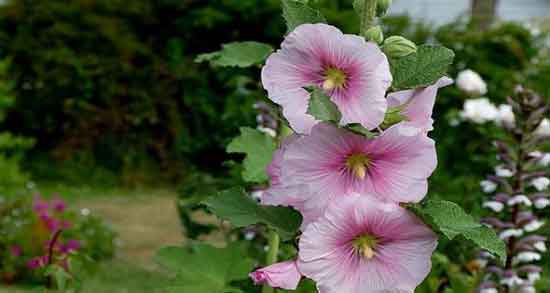 خواص گل ختمی برای پوست ؛ خاصیت استفاده از ماسک گل ختمی برای لطافت پوست