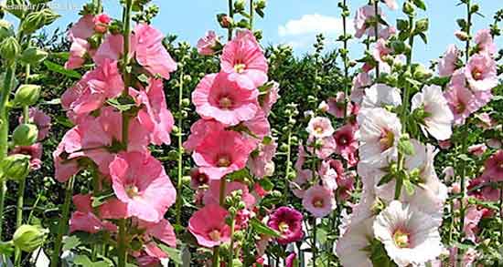 خواص گل ختمی خبازی ؛ درمان بیماری ها با استفاده از گل ختمی خبازی خواص گل ختمی خبازی ؛ درمان بیماری ها با استفاده از گل ختمی خبازی