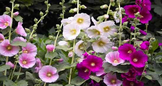 خواص گل ختمی در طب اسلامی ؛ بررسی خاصیت درمانی از دیدگاه طب اسلامی خواص گل ختمی در طب اسلامی ؛ بررسی خاصیت درمانی از دیدگاه طب اسلامی