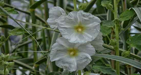 خواص گل ختمی در طب سنتی ؛ خواص و فواید مصرف گل ختمی از نظر طب سنتی خواص گل ختمی در طب سنتی ؛ خواص و فواید مصرف گل ختمی از نظر طب سنتی