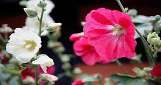 خواص گل ختمی زرد خشک شده ؛ خاصیت درمانی گل ختمی زرد خشک