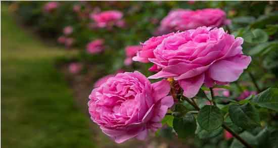 خواص گل محمدی در درمان یبوست ؛ خاصیت مصرف گل محمدی برای درمان یبوست خواص گل محمدی در درمان یبوست ؛ خاصیت مصرف گل محمدی برای درمان یبوست