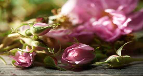 خواص گل محمدی در طب ؛ همه چیز درباره خاصیت مصرف گل محمدی خواص گل محمدی در طب ؛ همه چیز درباره خاصیت مصرف گل محمدی