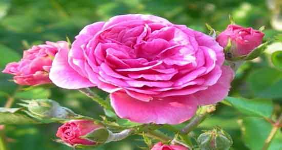 خواص گل محمدی و رزماری ؛ بررسی خواص درمانی مصرف گل محمدی و رزماری