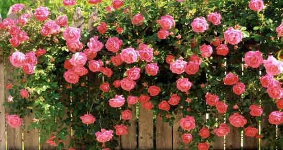 خواص گل محمدی و چای سبز و بررسی خاصیت های دارویی گل محمدی و چای سبز خواص گل محمدی و چای سبز ؛ بررسی خاصیت های دارویی گل محمدی و چای سبز