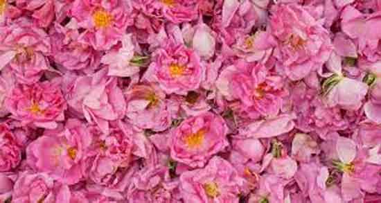 خواص گل محمدی و یبوست ؛ درمان خانگی یبوست با مصرف گل محمدی خواص گل محمدی و یبوست ؛ درمان خانگی یبوست با مصرف گل محمدی