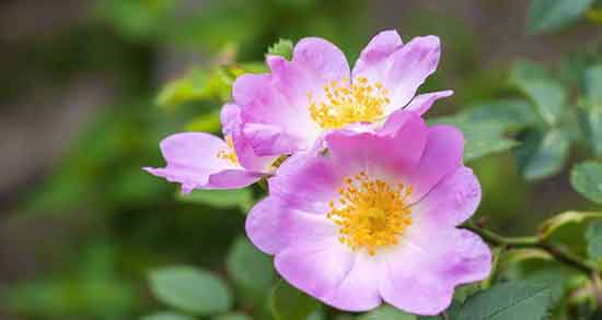 خواص گل نسترن ؛ قرمز و زرد برای کرونا و دیابت و سنگ کلیه و رحم و مو خواص گل نسترن ؛ قرمز و زرد برای کرونا و دیابت و سنگ کلیه و رحم و مو