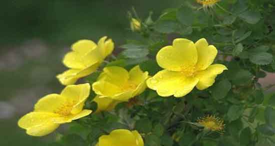 خواص گل نسترن برای دیابت ؛ فواید درمانی استفاده از گل نسترن برای افراد دیابتی