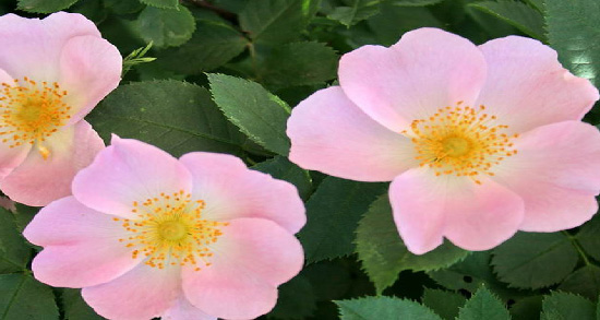 خواص گل نسترن برای سرماخوردگی ؛ پیشگیری از ابتلا به سرماخوردگی با مصرف گل نسترن خواص گل نسترن برای سرماخوردگی ؛ پیشگیری از ابتلا به سرماخوردگی با مصرف گل نسترن