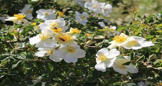 خواص گل نسترن برای لاغری ؛ تاثیر استفاده از گل نسترن برای کاهش وزن خواص گل نسترن برای لاغری ؛ تاثیر استفاده از گل نسترن برای کاهش وزن