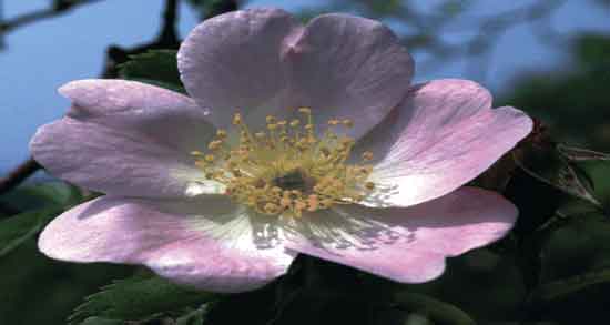 خواص گل نسترن برای پوست ؛ حفظ سلامتی و شادابی پوست با گل نسترن خواص گل نسترن برای پوست ؛ حفظ سلامتی و شادابی پوست با گل نسترن