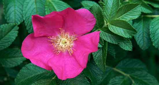 خواص گل نسترن در طب سنتی ؛ بررسی خاصیت گل نسترن از دیدگاه طب سنتی خواص گل نسترن در طب سنتی ؛ بررسی خاصیت گل نسترن از دیدگاه طب سنتی