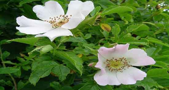 خواص گل نسترن رونده ؛ آشنایی با خاصیت گل نسترن رونده خواص گل نسترن رونده ؛ آشنایی با خاصیت گل نسترن رونده