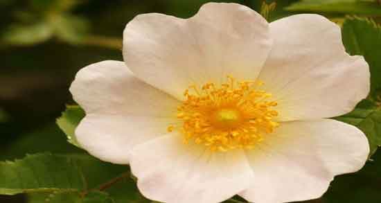 خواص گل نسترن زرد ؛ بررسی خواص و فواید گل نسترن زرد