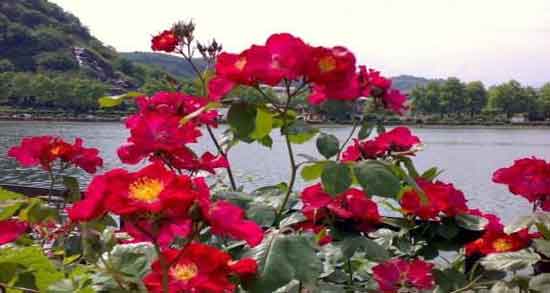 خواص گل نسترن قرمز ؛ آشنایی با خاصیت درمانی گل نسترن قرمز خواص گل نسترن قرمز ؛ آشنایی با خاصیت درمانی گل نسترن قرمز