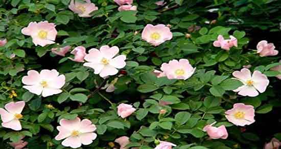 خواص گل نسترن کوهی ؛ درمان بیماری ها با مصرف گل نسترن کوهی خواص گل نسترن کوهی ؛ درمان بیماری ها با مصرف گل نسترن کوهی