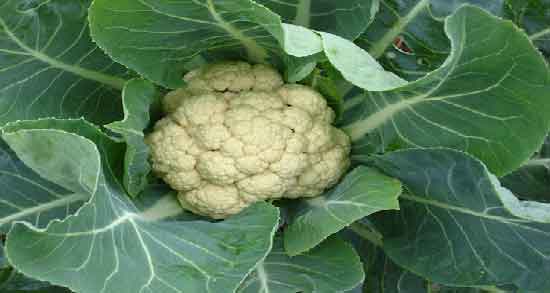 خواص گل کلم برای نوزاد ؛ مواد مغذی موجود در گل کلم مفید برای سلامت نوزاد خواص گل کلم برای نوزاد ؛ مواد مغذی موجود در گل کلم مفید برای سلامت نوزاد