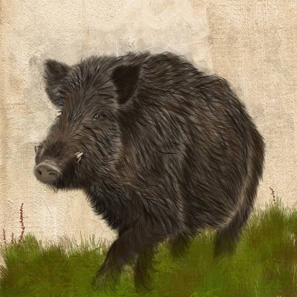 خواص گوشت گراز ؛ چگونه کرم گوشت گراز را از بین ببریم و خواص روغن گراز وحشی خواص گوشت گراز