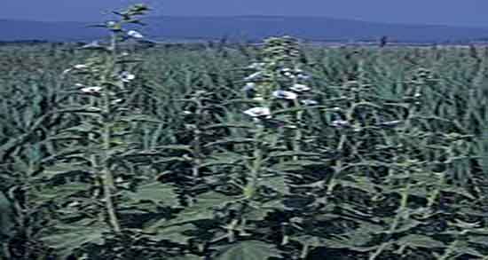 خواص گیاه پنیرک برای زنان و خواص گیاه پنیرک برای زنان و مردان خواص گیاه پنیرک برای زنان ؛ خواص گیاه پنیرک برای زنان و مردان