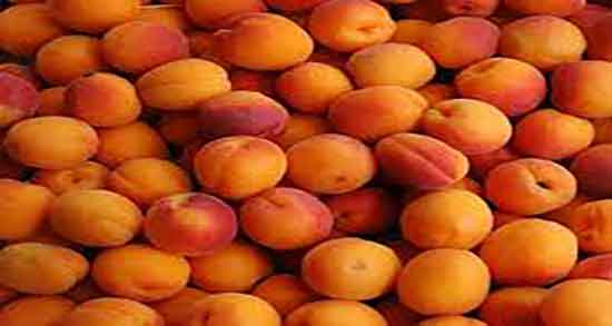 خوردن برگه زردآلو در دوران شیردهی ؛ فواید برگه زردآلو برای افزایش شیر