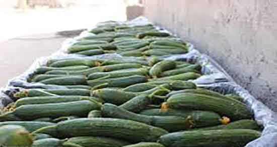 خیار سبز برای چه خوب است و ایا مصرف خیار سبز برای نفخ معده خوبه خیار سبز برای چه خوب است ؛ ایا مصرف خیار سبز برای نفخ معده خوبه