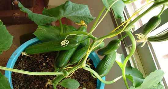 خیار سبز برای چی خوبه ؛ ایا مصرف خیار سبز برای دیابت مفید است