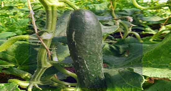 خیار سبز در شیردهی ؛ فواید مصرف خیار سبز برای افزایش شیر مادران