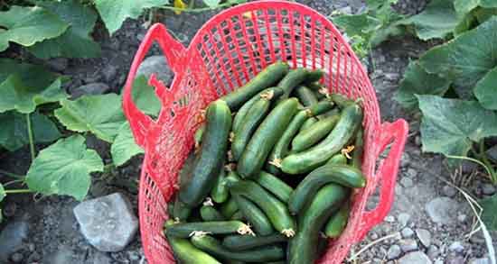 خیار سبز و فشار خون ؛ کنترل فشار خون بالا با مصرف خیار سبز