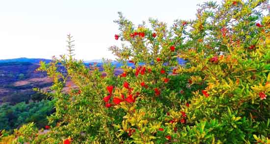 درخت گل انار ؛ آشنایی با روش کاشت و نگه داری درخت گل انار درخت گل انار ؛ آشنایی با روش کاشت و نگه داری درخت گل انار