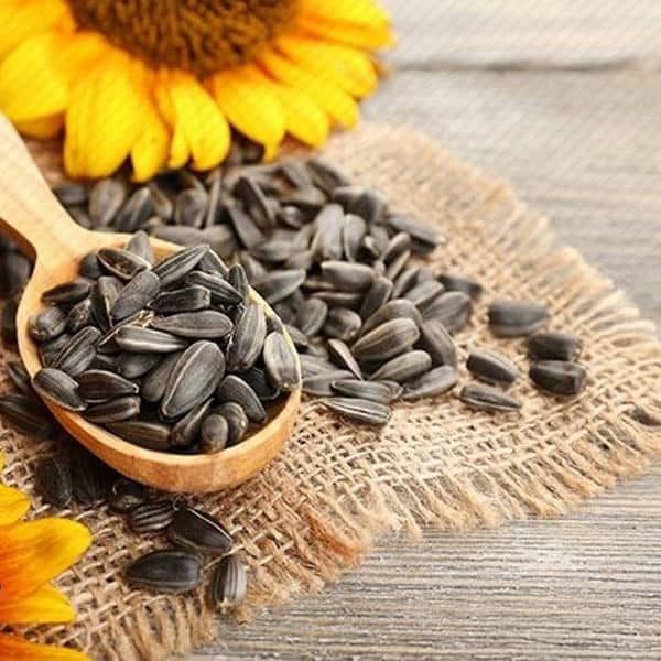 درمان افسردگی با تخمه آفتابگردان واقعیت دارد؟ درمان افسردگی با تخمه آفتابگردان