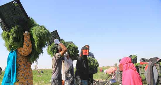 دمنوش شوید برای چربی خون ؛ ایا شوید برای درمان چربی خون مفیده