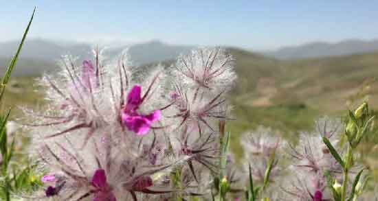 دمنوش چای کوهی در شیردهی و افزایش شیر مادر با دمنوش چای کوهی دمنوش چای کوهی در شیردهی ؛ افزایش شیر مادر با دمنوش چای کوهی