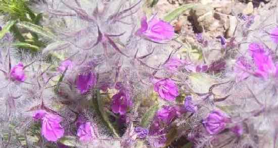 دمنوش چای کوهی و آویشن و فواید درمانی مصرف دمنوش چای کوهی و آویشن برای سلامتی دمنوش چای کوهی و آویشن ؛ فواید درمانی مصرف دمنوش چای کوهی و آویشن برای سلامتی