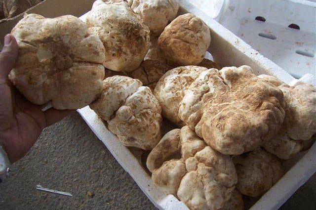 دنبلان کوهی؛ ارزش غذایی و ۱۰ خاصیت مهم این قارچ خوراکی دنبلان کوهی؛ ارزش غذایی و ۱۰ خاصیت مهم این قارچ خوراکی