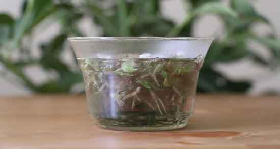 روش تهیه دمنوش چای کوهی ؛ ساده ترین روش برای درست کردن دمنوش چای کوهی