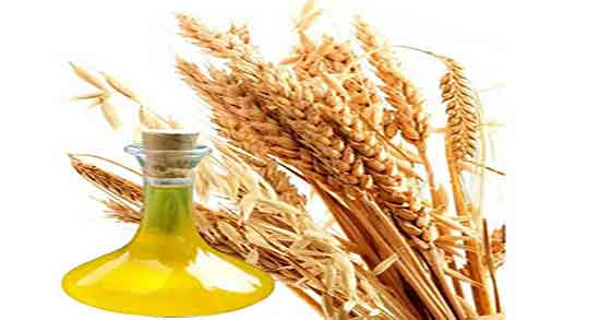 روغن جوانه گندم برای پوست ؛ فواید روغن جوانه گندم برای پوست و مو روغن جوانه گندم برای پوست ؛ فواید روغن جوانه گندم برای پوست و مو