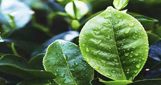 روغن درخت چای برای واژن و عوارض مصرف روغن درخت چای برای واژن روغن درخت چای برای واژن ؛ عوارض مصرف روغن درخت چای برای واژن