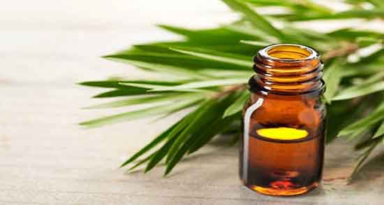 روغن درخت چای در طب سنتی ؛ طبع روغن درخت چای در طب سنتی