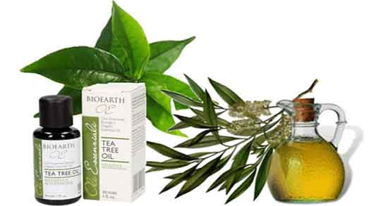 روغن درخت چای و روغن نارگیل ؛ ترکیب روغن درخت چای و روغن نارگیل
