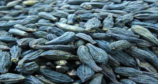 روغن هلیله سیاه برای سفیدی مو و هلیله سیاه برای رفع سفیدی موی سر روغن هلیله سیاه برای سفیدی مو ؛ هلیله سیاه برای رفع سفیدی موی سر