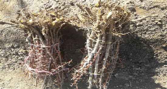 ریشه زرشک برای دیابت و تاثیر مصرف ریشه زرشک برای کاهش قندخون ریشه زرشک برای دیابت ؛ تاثیر مصرف ریشه زرشک برای کاهش قندخون