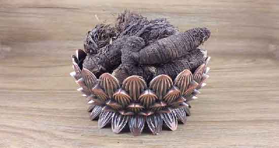 ریشه زرشک وحشی برای چی خوبه ؛ بررسی خاصیت درمانی ریشه زرشک وحشی