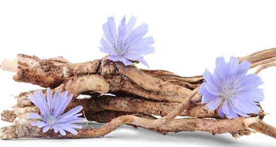 ریشه کاسنی برای بارداری ؛ خواص ریشه کاسنی برای باردار شدن ریشه کاسنی برای بارداری ؛ خواص ریشه کاسنی برای باردار شدن