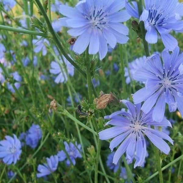 ریشه کاسنی برای پسرزایی ؛ زمان مصرف عرق کاسنی برای پسردار شدن ریشه کاسنی برای پسرزایی ؛ زمان مصرف عرق کاسنی برای پسردار شدن