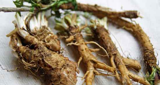 ریشه کاسنی برای پوست صورت ؛ مصرف ریشه کاسنی برای جوش صورت ریشه کاسنی برای پوست صورت ؛ مصرف ریشه کاسنی برای جوش صورت