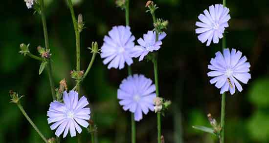 ریشه کاسنی و خواص آن ؛ خواص ریشه کاسنی برای درمان کبد چرب ریشه کاسنی و خواص آن ؛ خواص ریشه کاسنی برای درمان کبد چرب